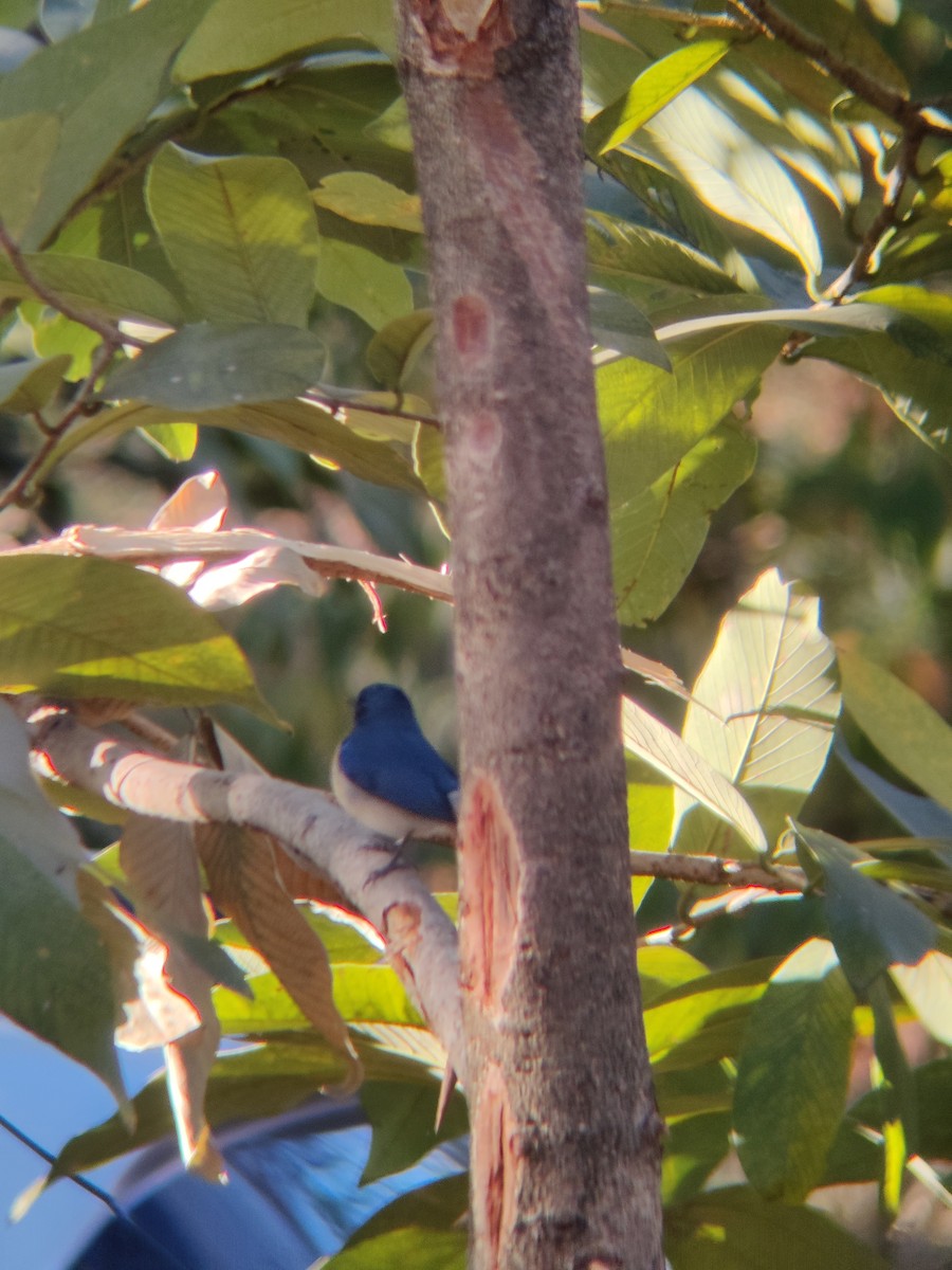 Tickell's Blue Flycatcher - ML647341374