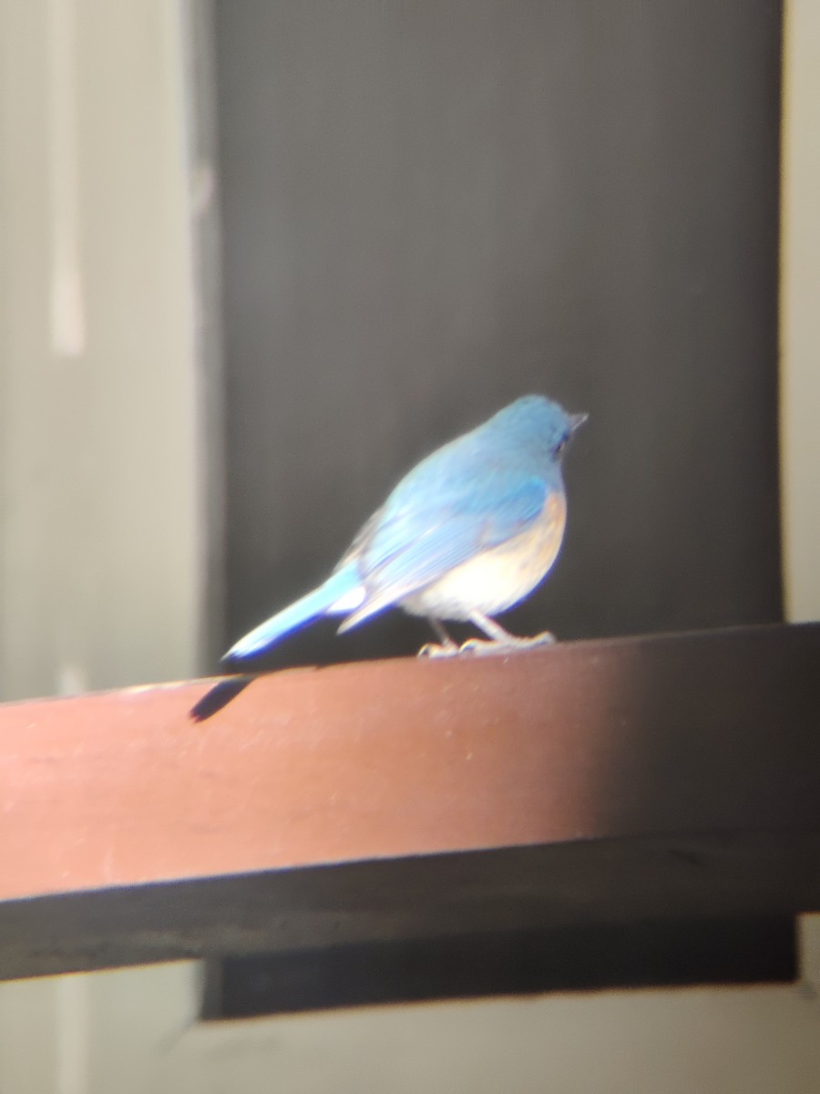 Tickell's Blue Flycatcher - ML647341375