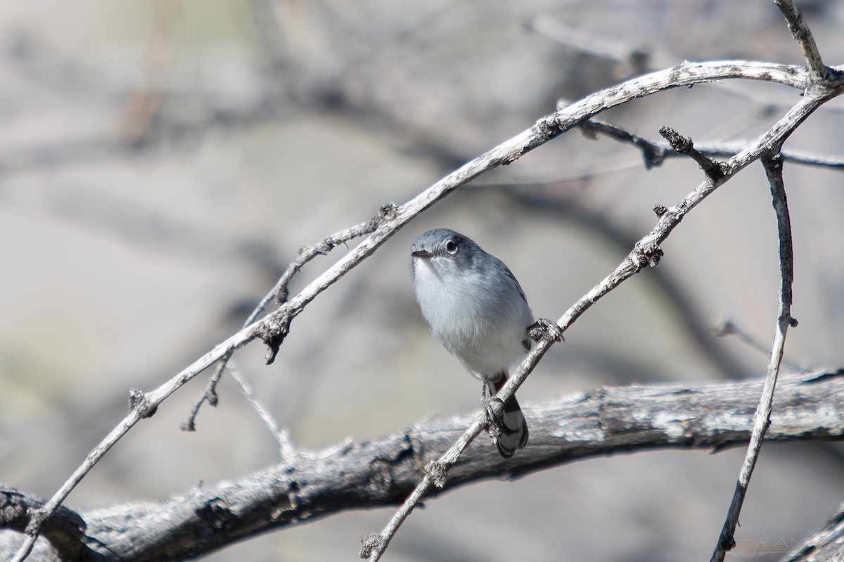 オグロブユムシクイ - ML647341376