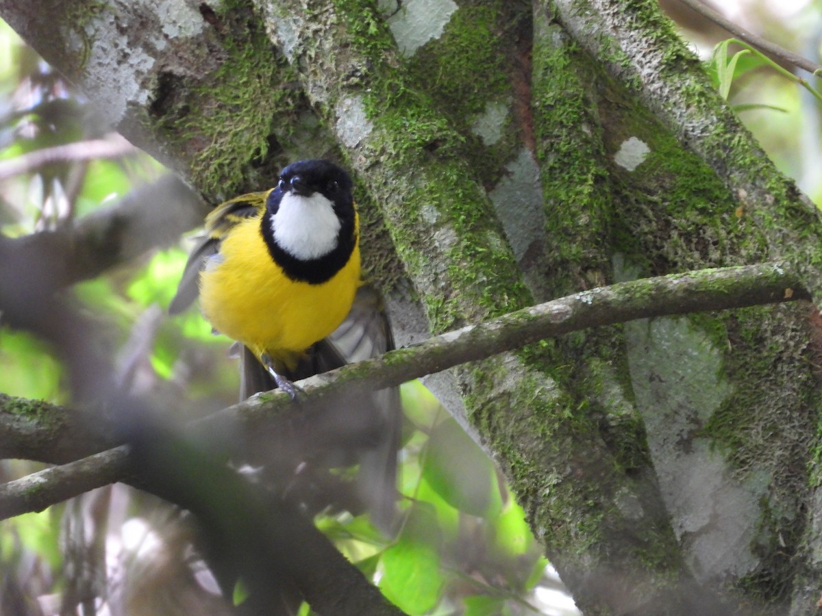 Golden Whistler - ML647341377