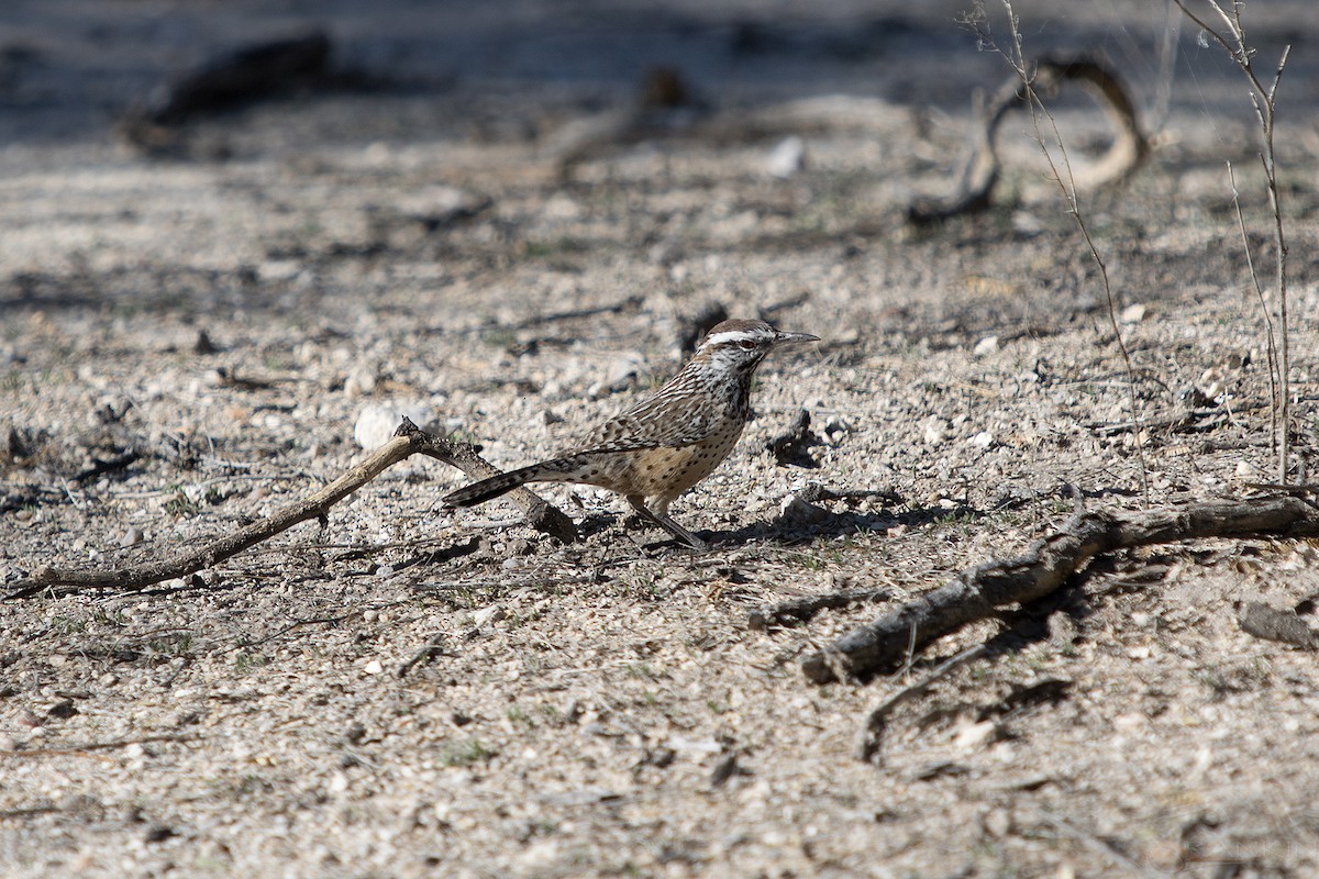 サボテンミソサザイ - ML647341379