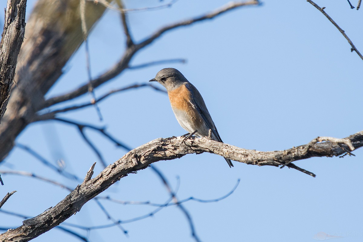 チャカタルリツグミ - ML647341380
