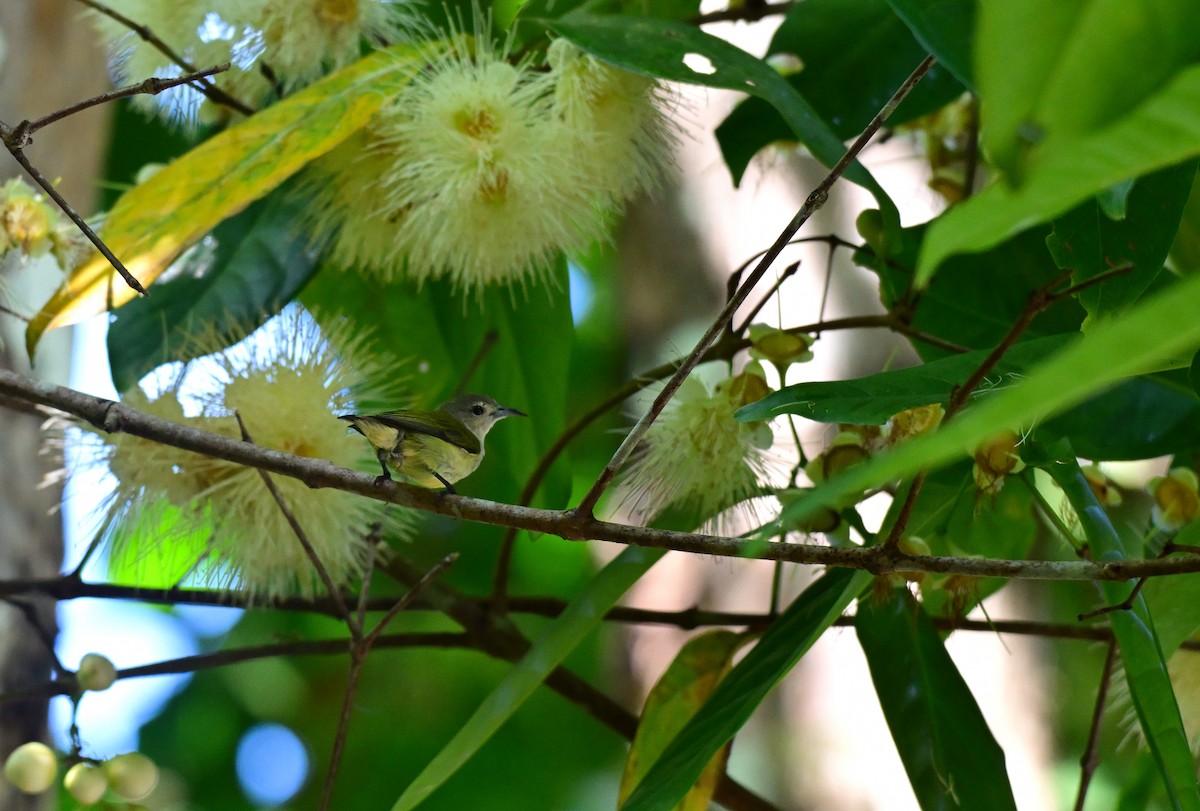 アンダマンハナドリ - ML647341381