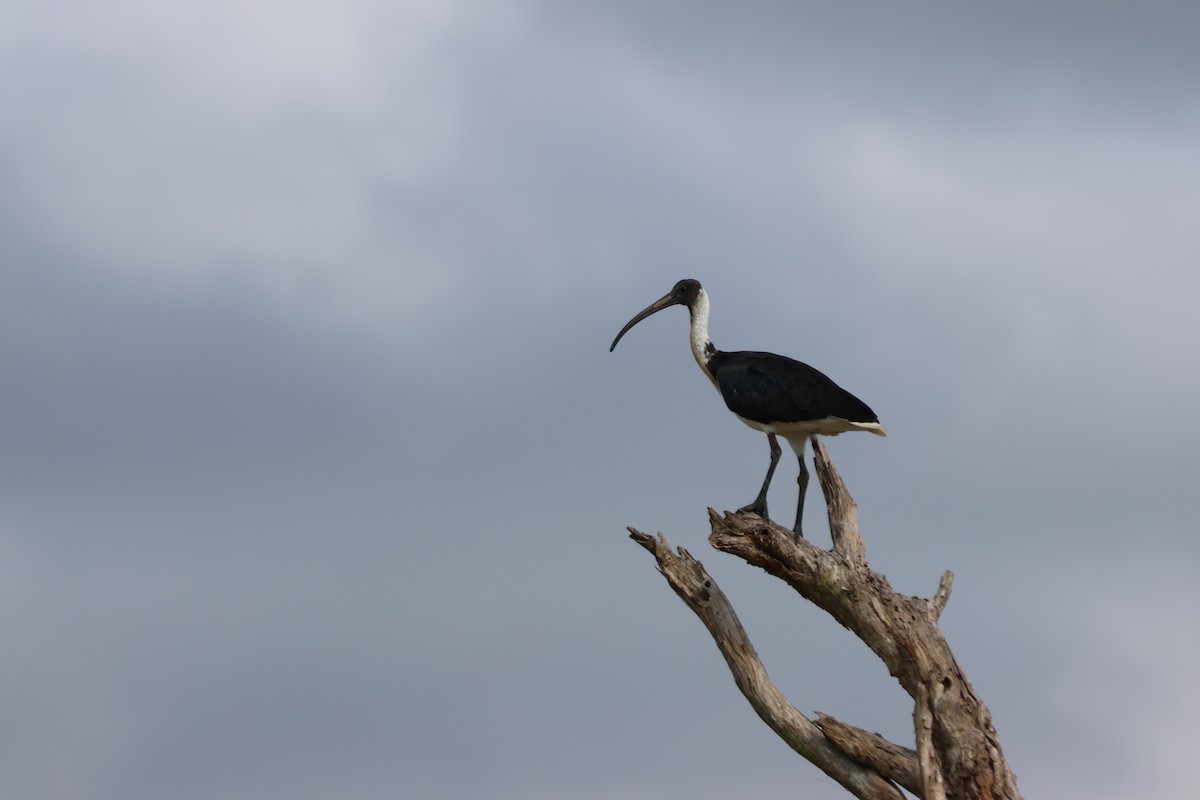 Straw-necked Ibis - ML647341384