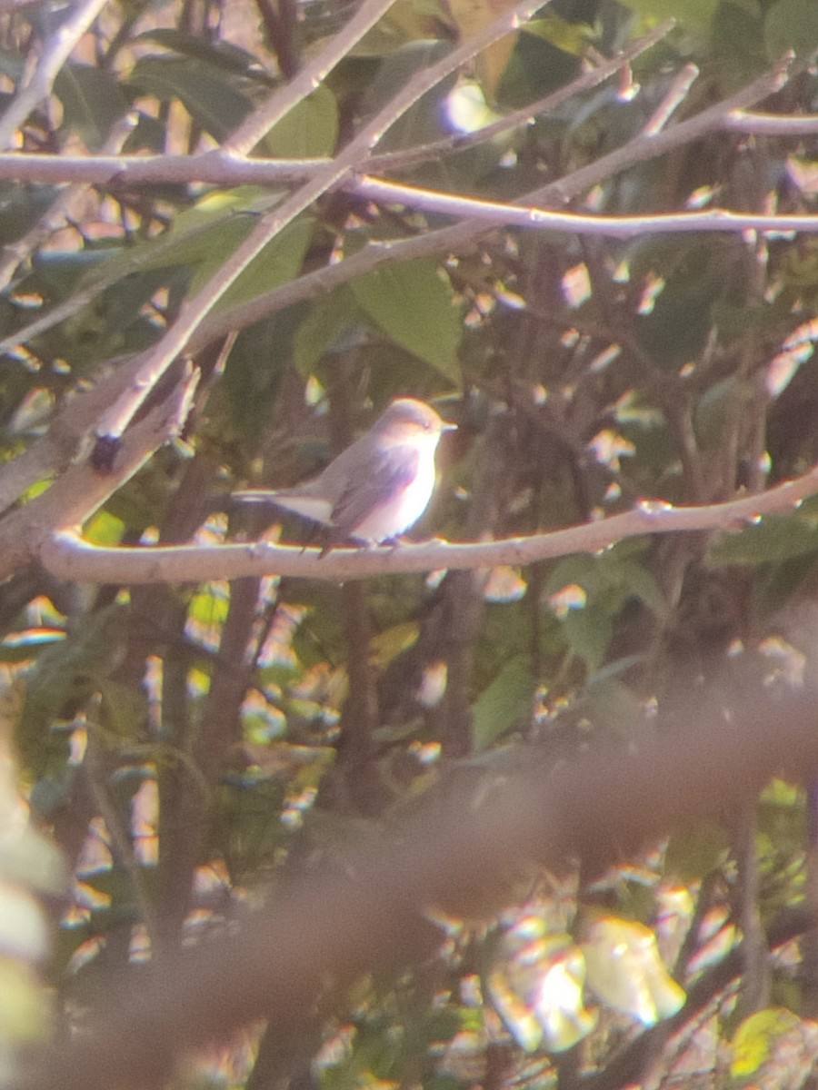 Red-breasted Flycatcher - ML647341386