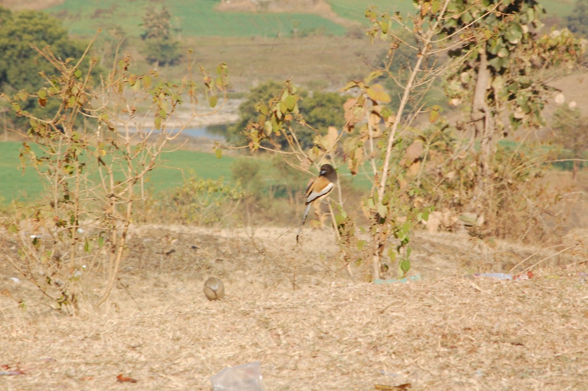 チャイロオナガ - ML647341387