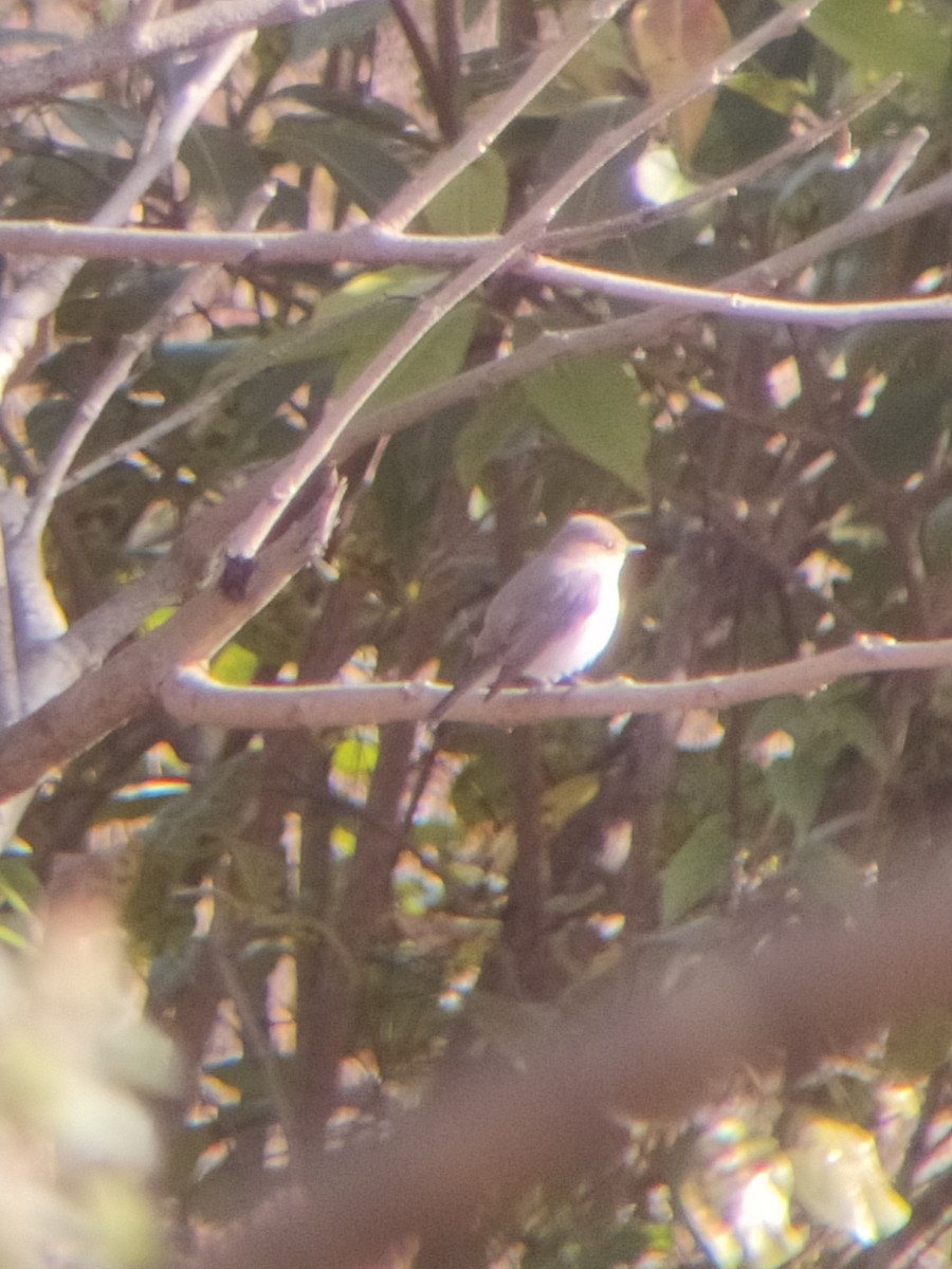 ニシオジロビタキ - ML647341389