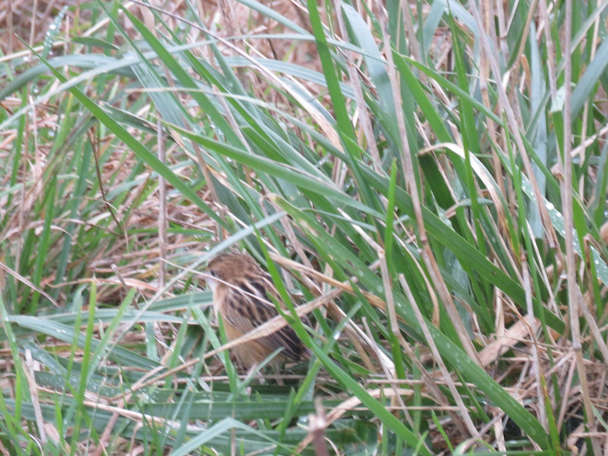 セッカ - ML647341391