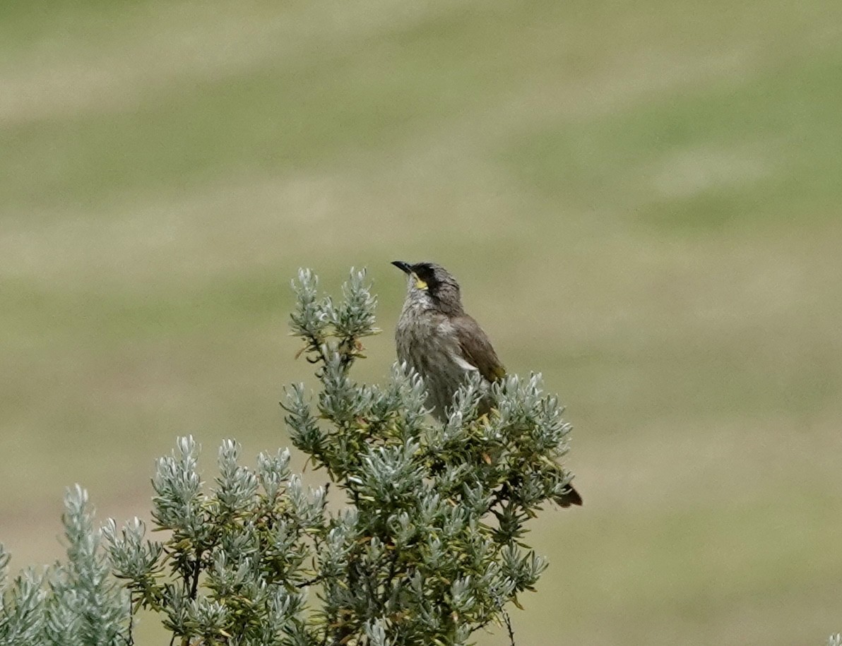 ウタイミツスイ - ML647341392