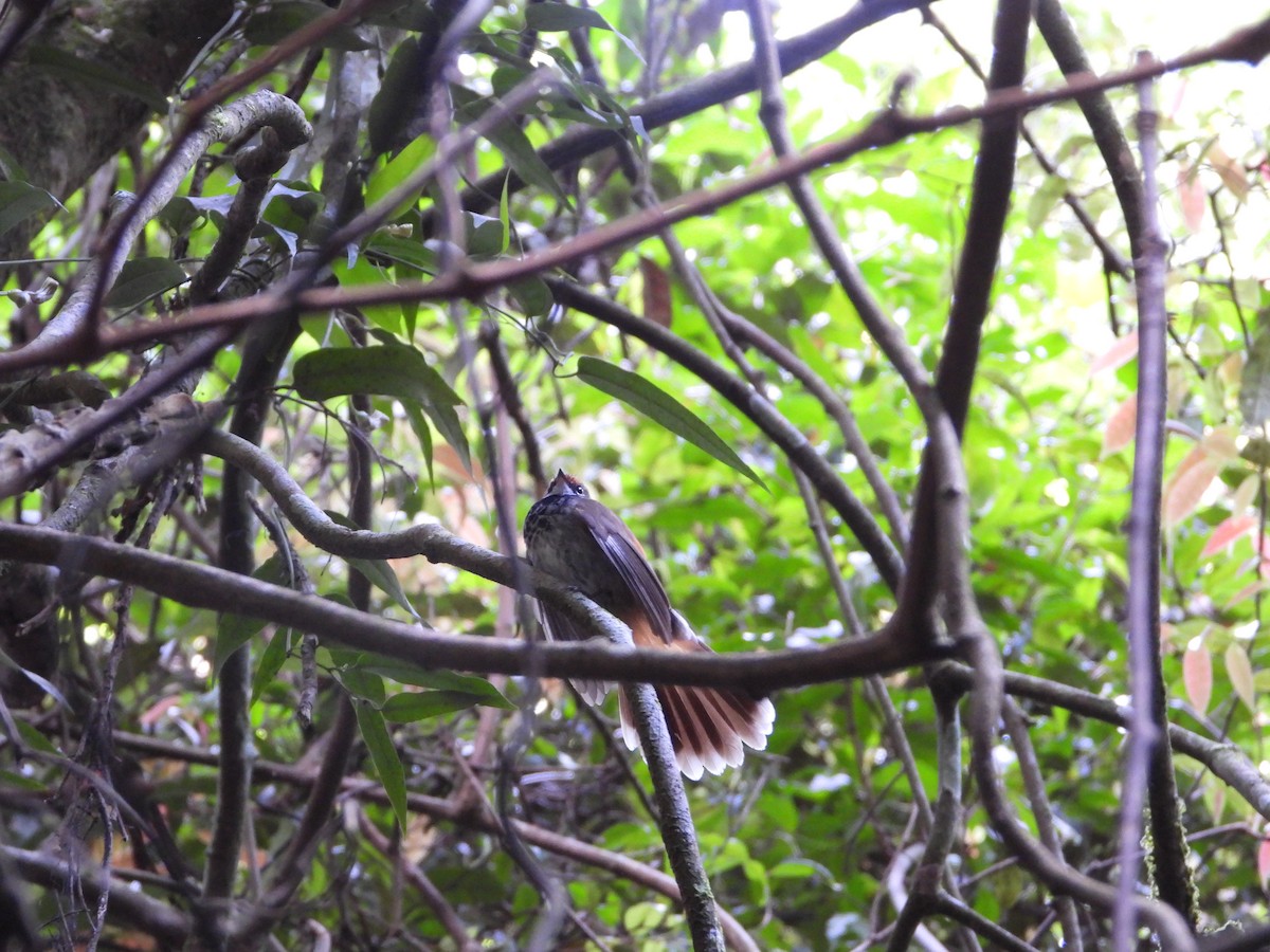 Australian Rufous Fantail - ML647341394