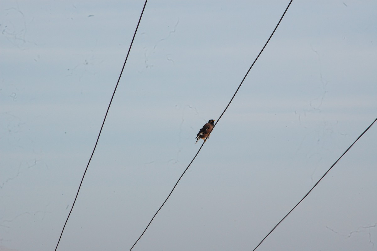 インドハッカ - ML647341395