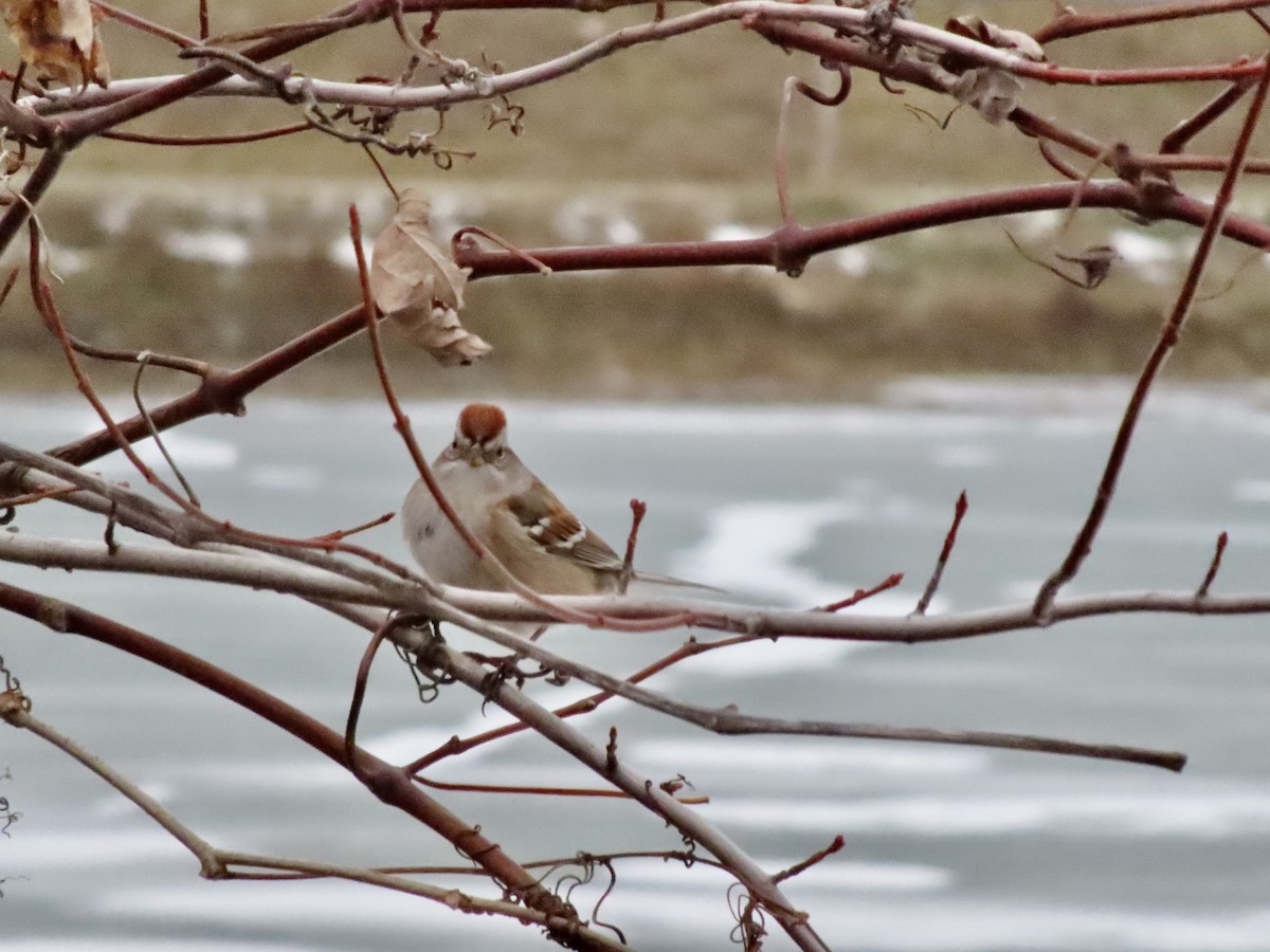 ムナフヒメドリ - ML647341396