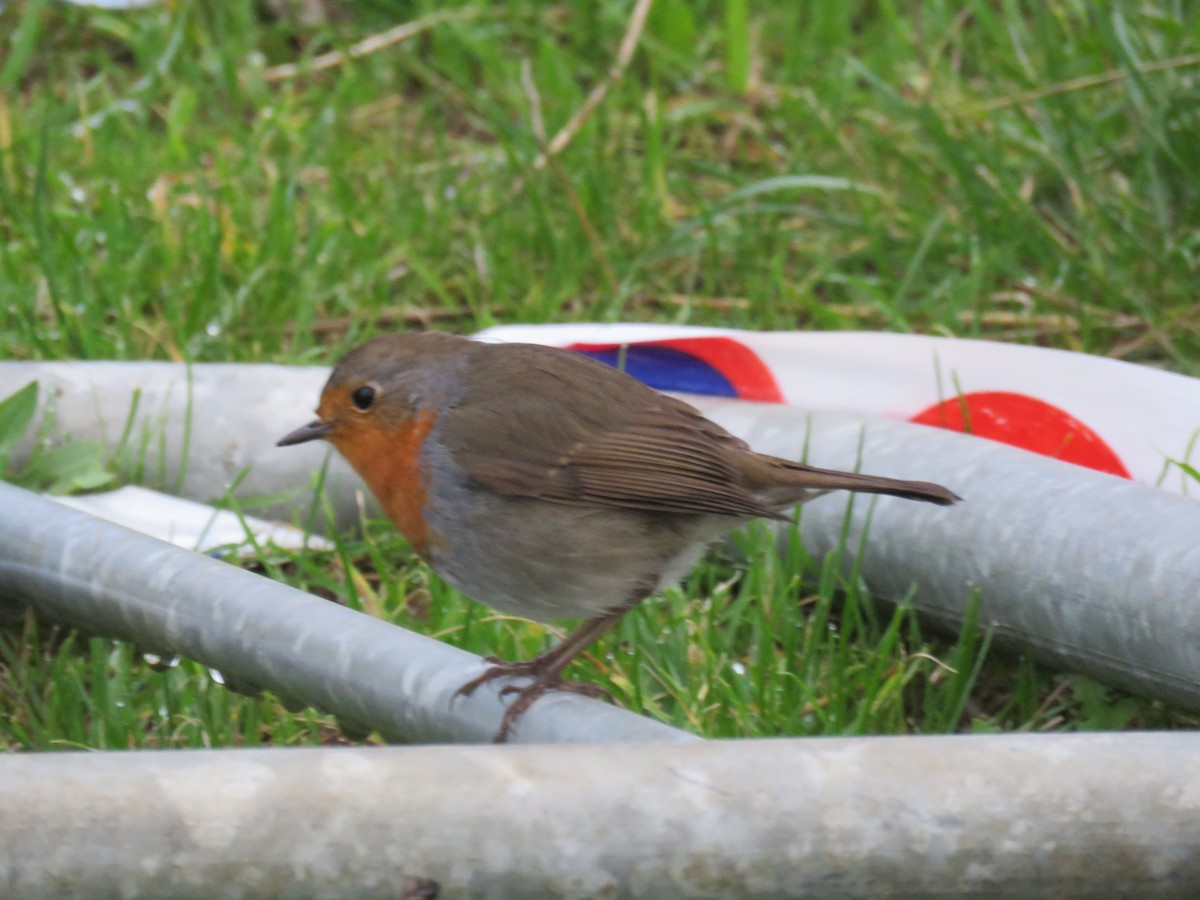 ヨーロッパコマドリ - ML647341397