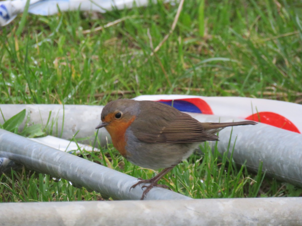 ヨーロッパコマドリ - ML647341398