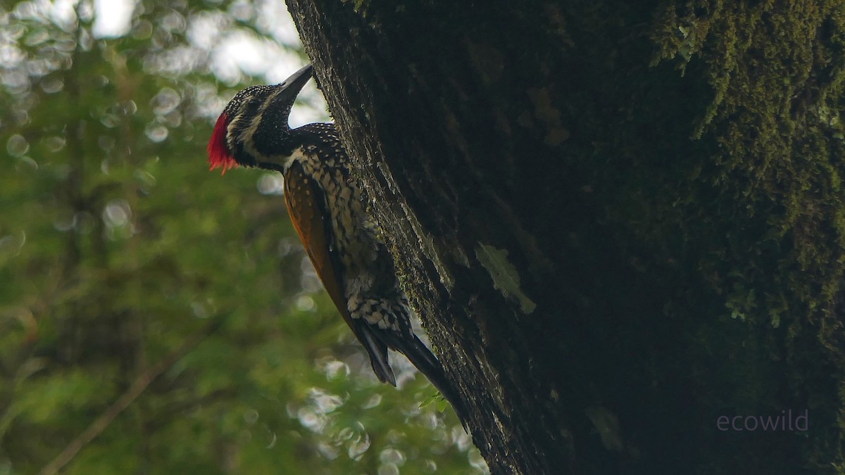 Black-rumped Flameback - ML647341399