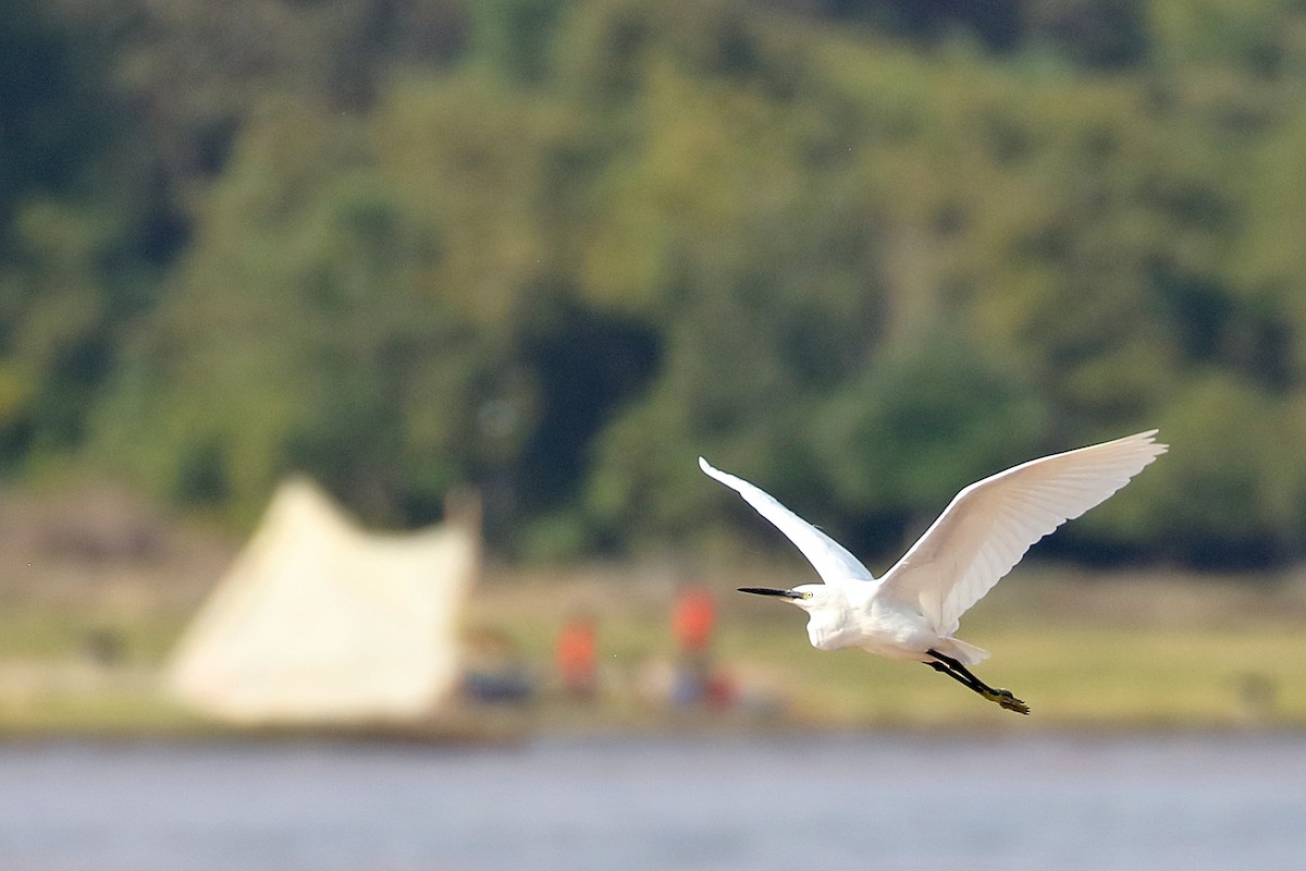 コサギ - ML647341400