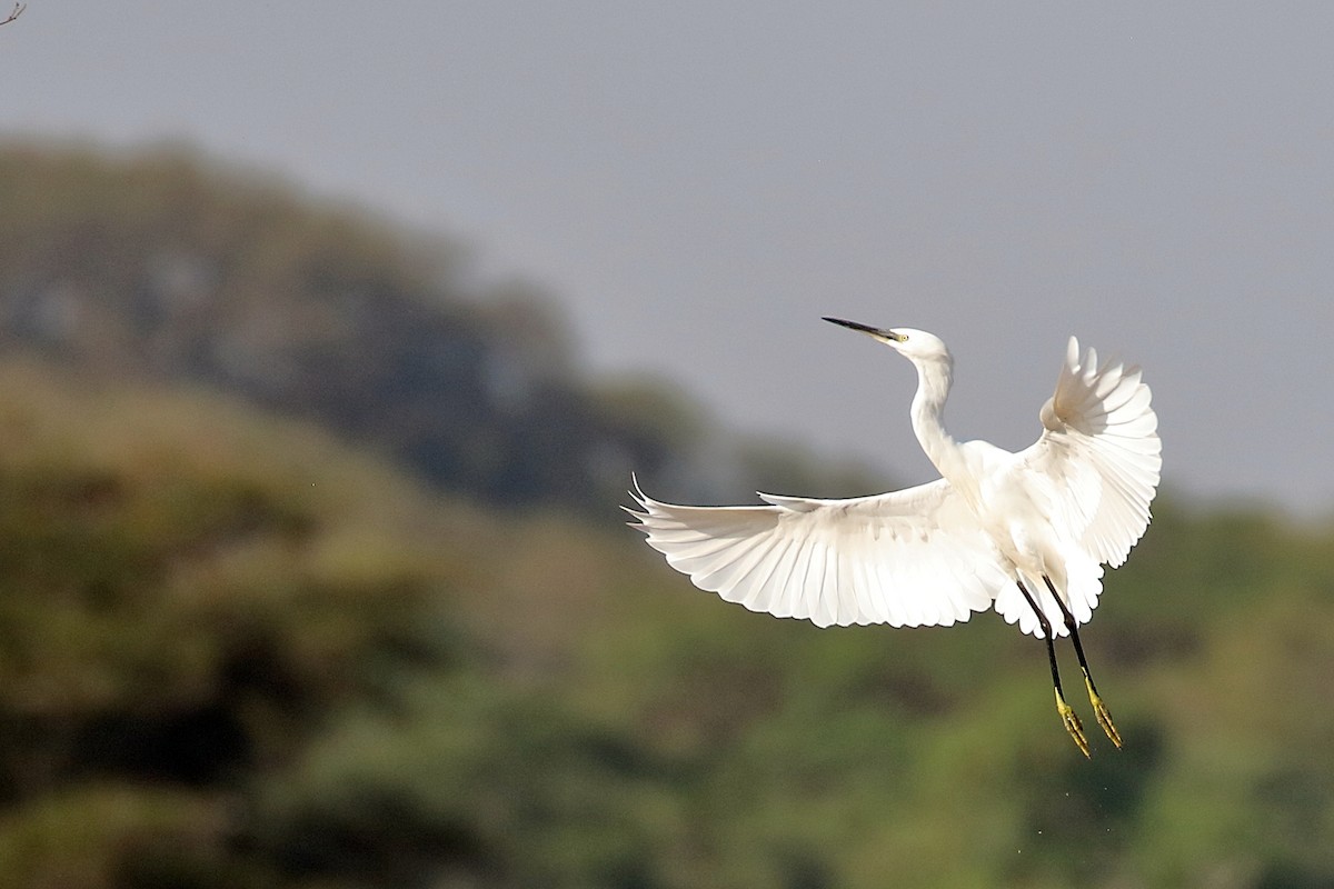 コサギ - ML647341401