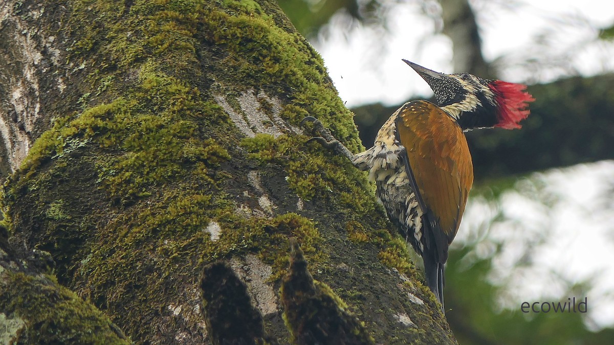 Black-rumped Flameback - ML647341402