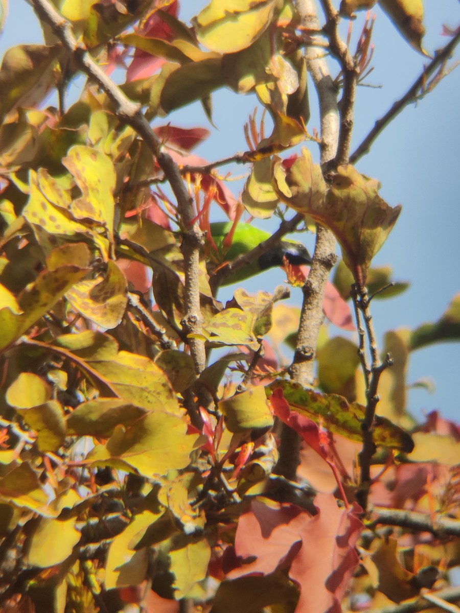 Jerdon's/Golden-fronted Leafbird - ML647341403