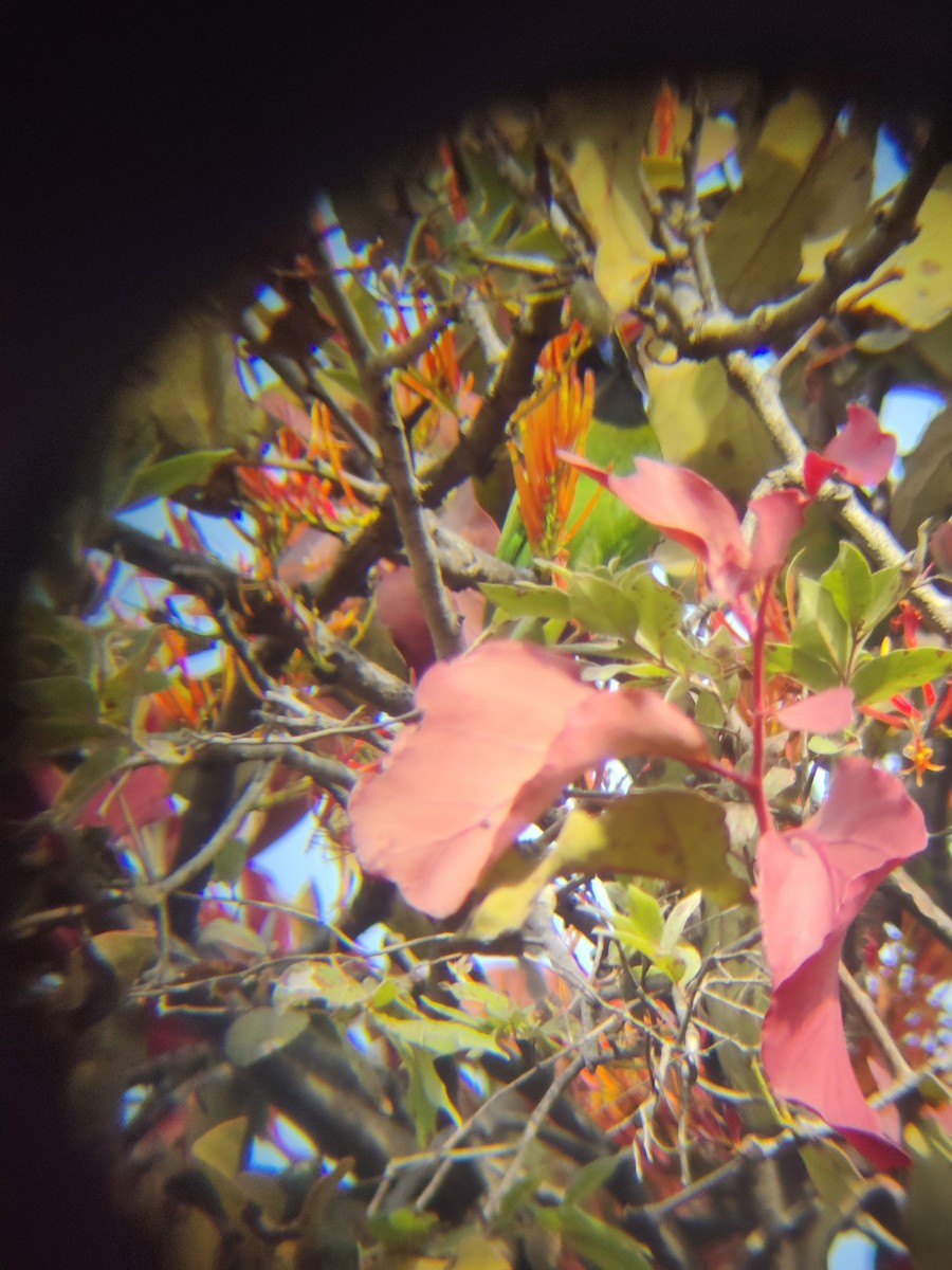 Jerdon's/Golden-fronted Leafbird - ML647341404