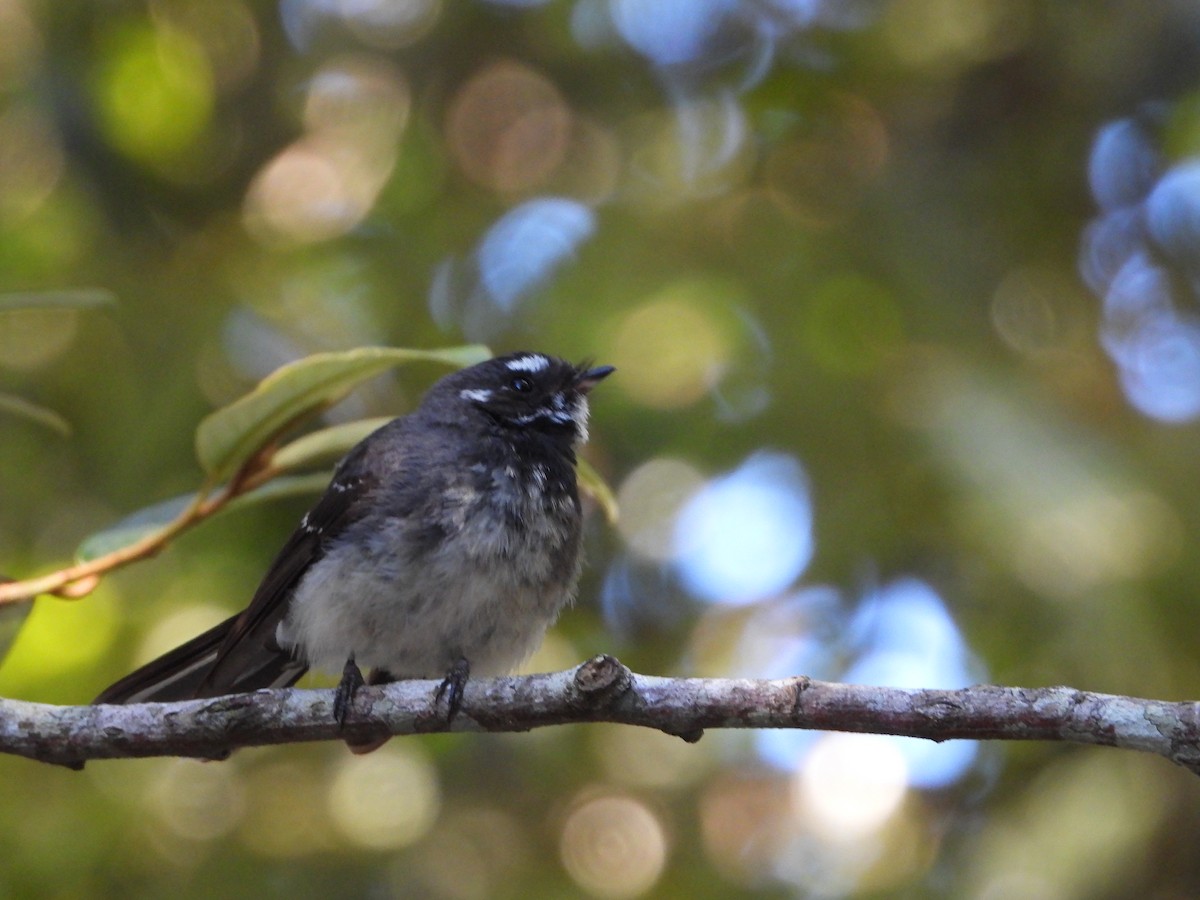 ハイイロオウギビタキ - ML647341405