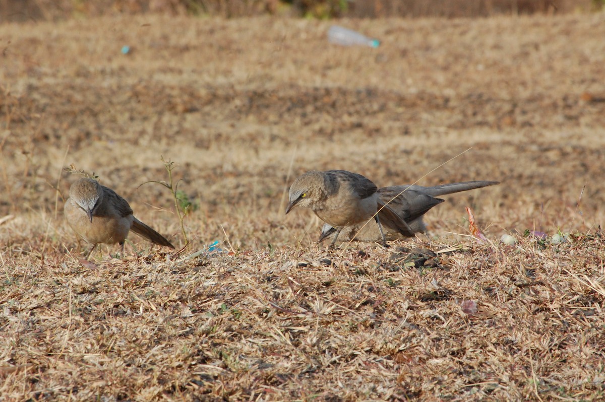 オジロヤブチメドリ - ML647341406