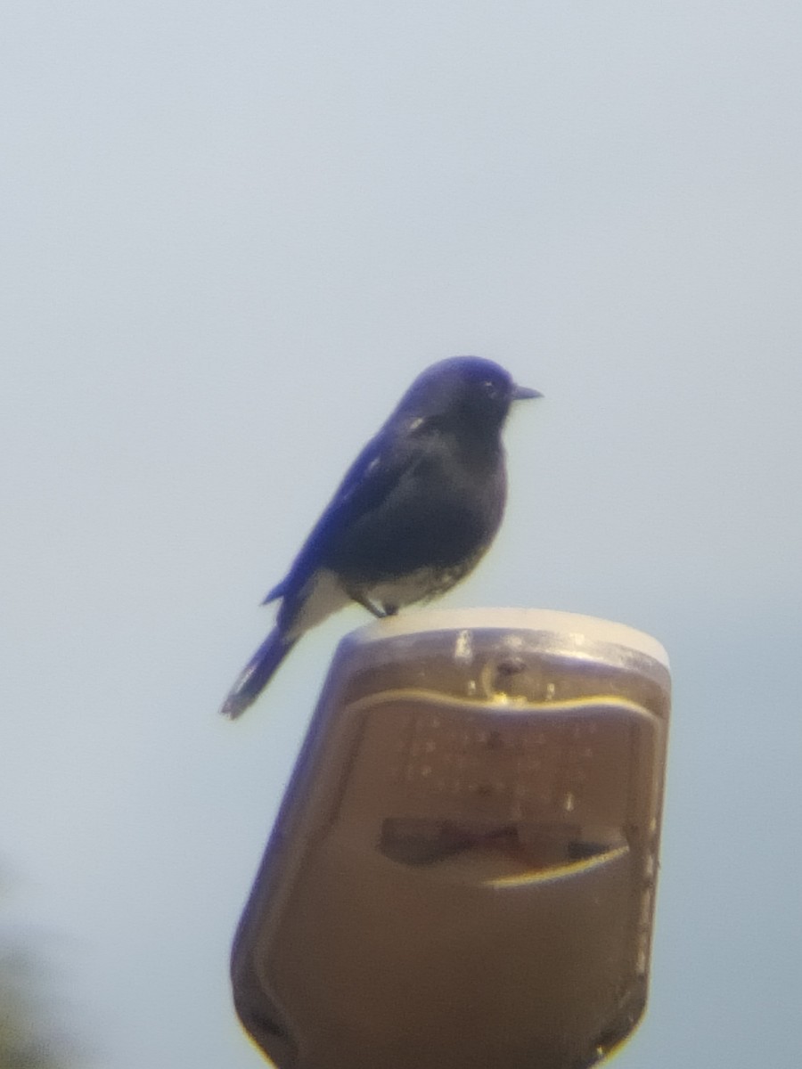 Pied Bushchat - ML647341407