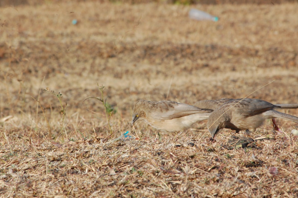 オジロヤブチメドリ - ML647341408