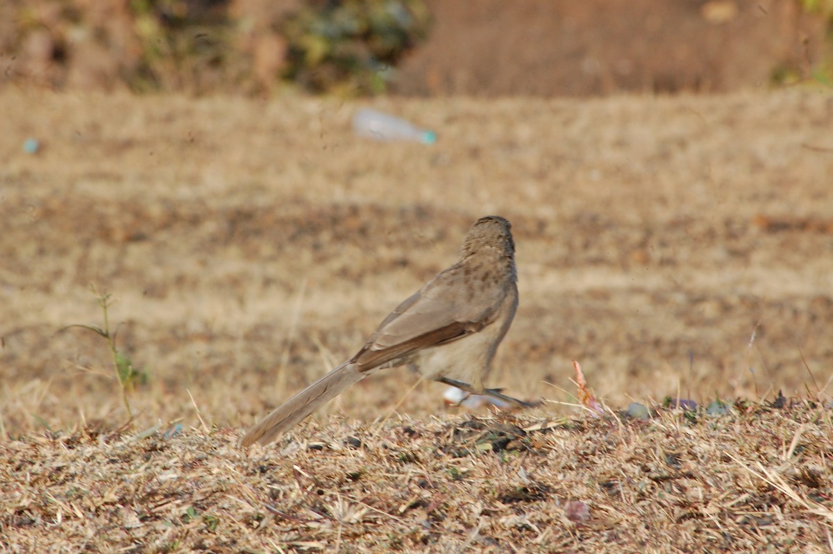 オジロヤブチメドリ - ML647341409