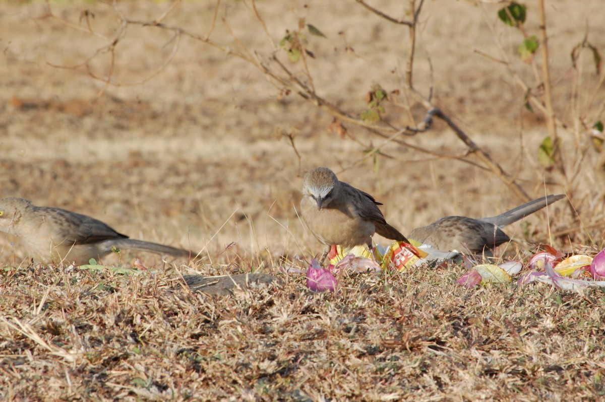 オジロヤブチメドリ - ML647341410