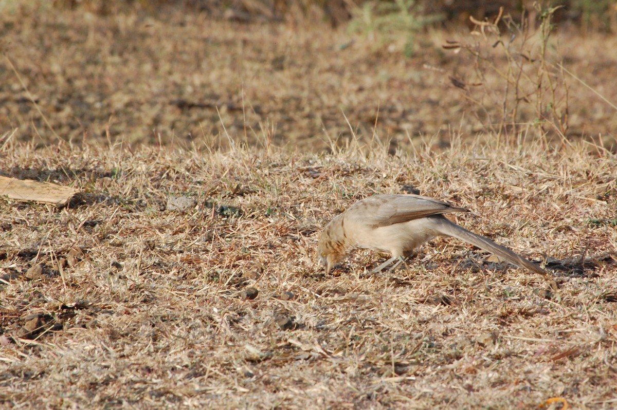 オジロヤブチメドリ - ML647341411