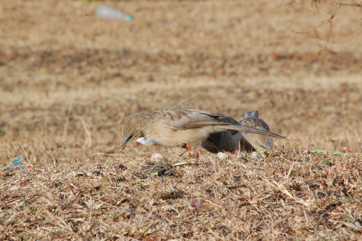 オジロヤブチメドリ - ML647341412