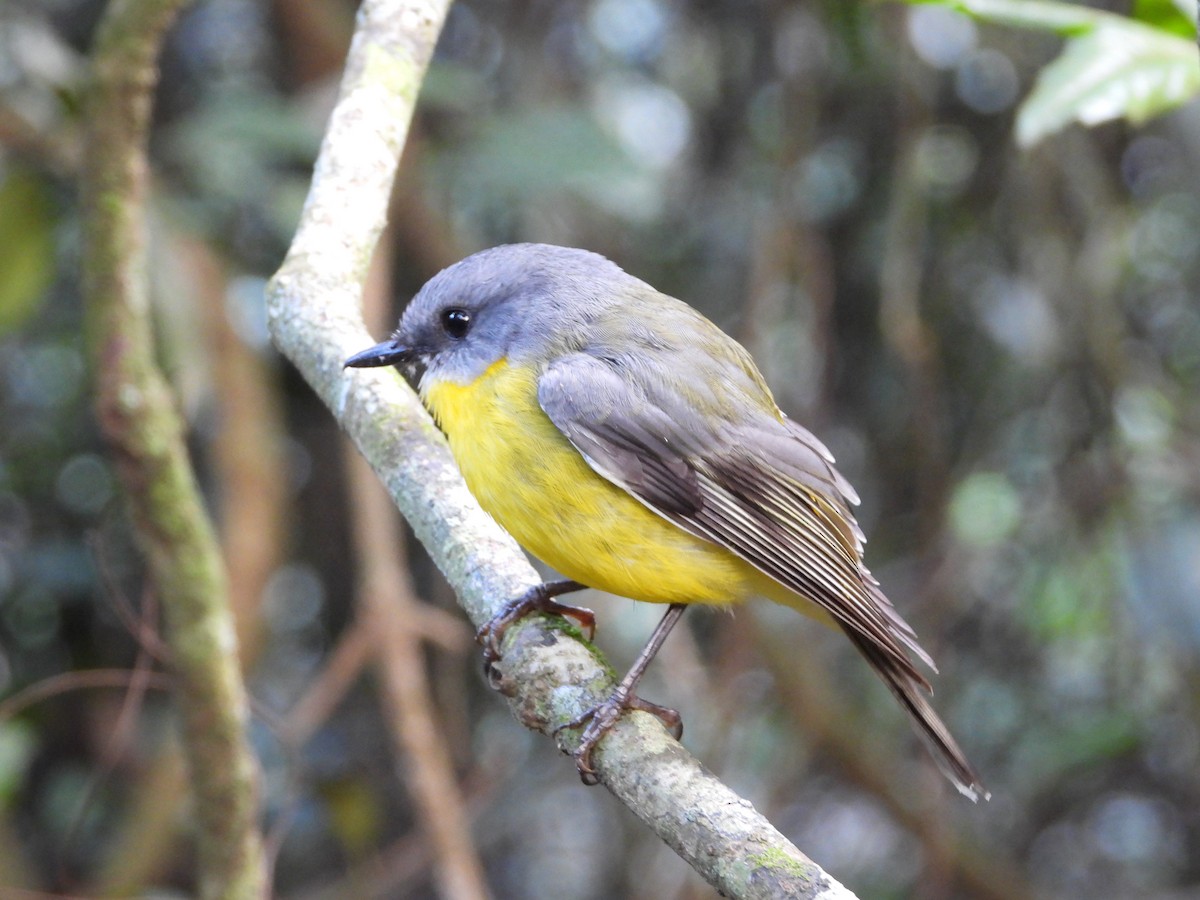 ヒガシキバラヒタキ - ML647341413