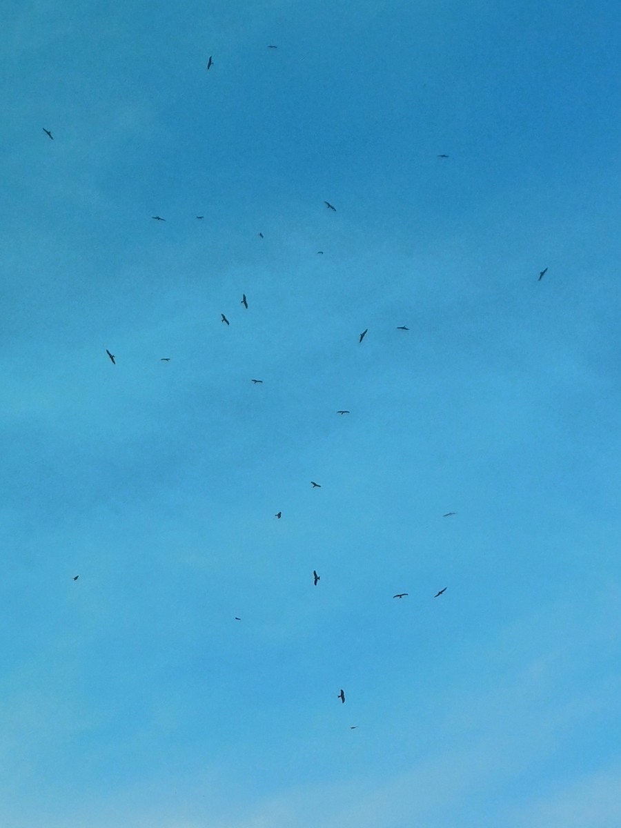 トビ - ML647341414