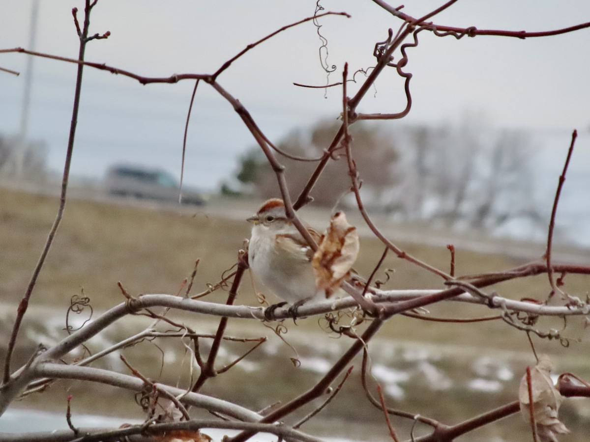 ムナフヒメドリ - ML647341415