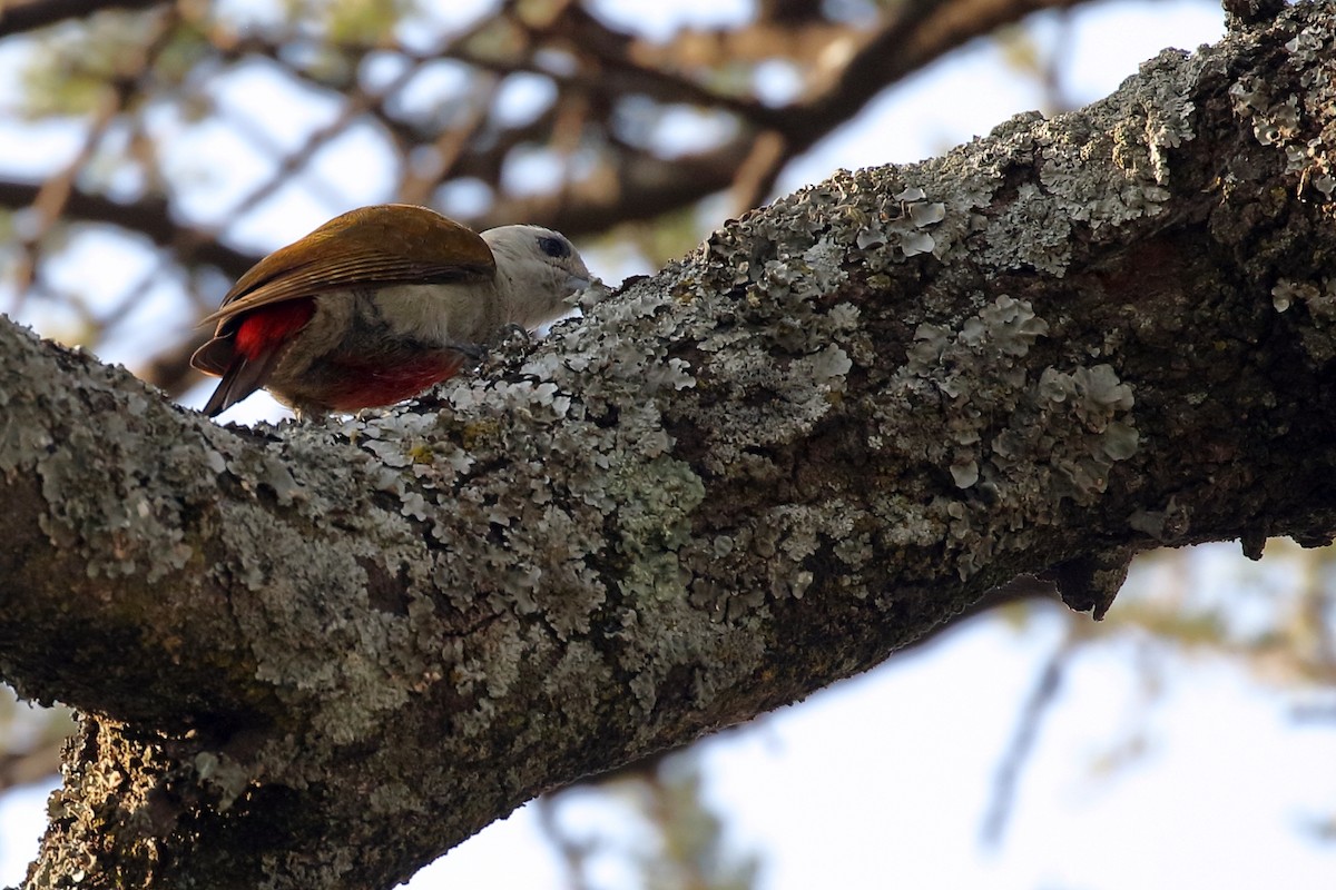 Mountain Gray Woodpecker - ML647341425