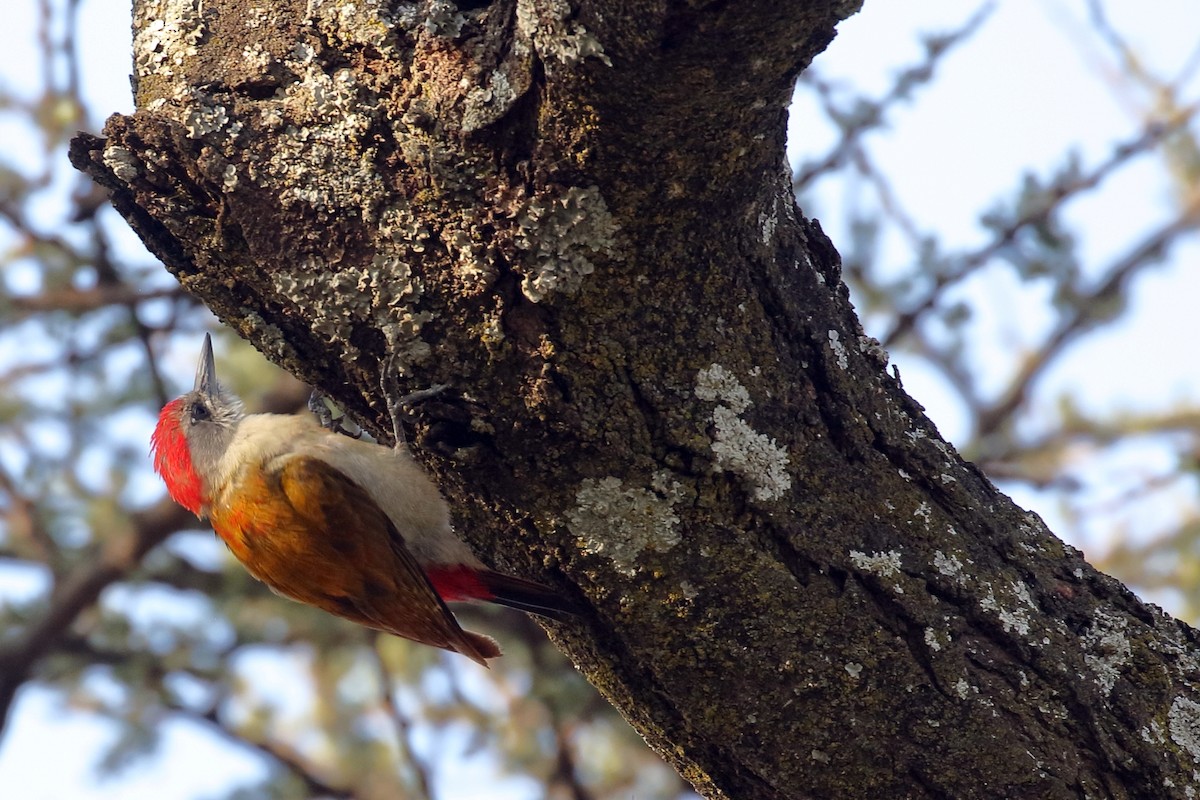 Mountain Gray Woodpecker - ML647341426