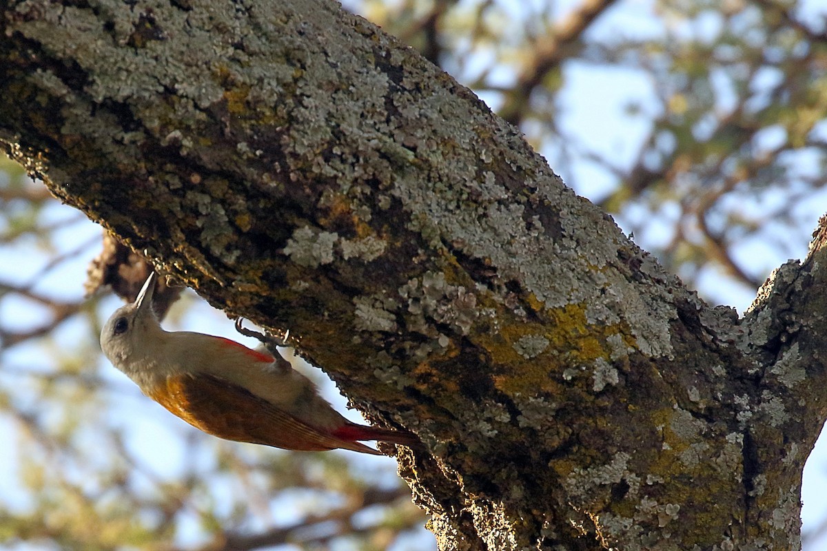 Mountain Gray Woodpecker - ML647341427