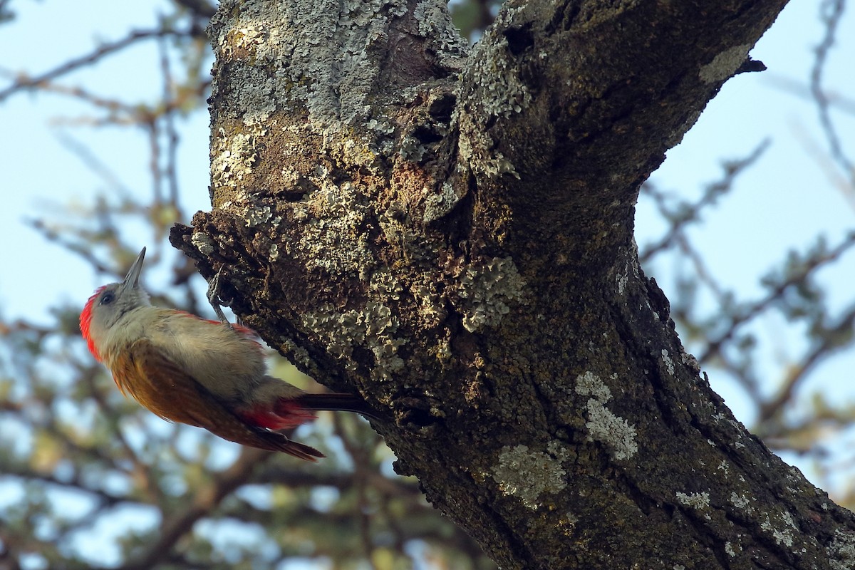 Mountain Gray Woodpecker - ML647341428