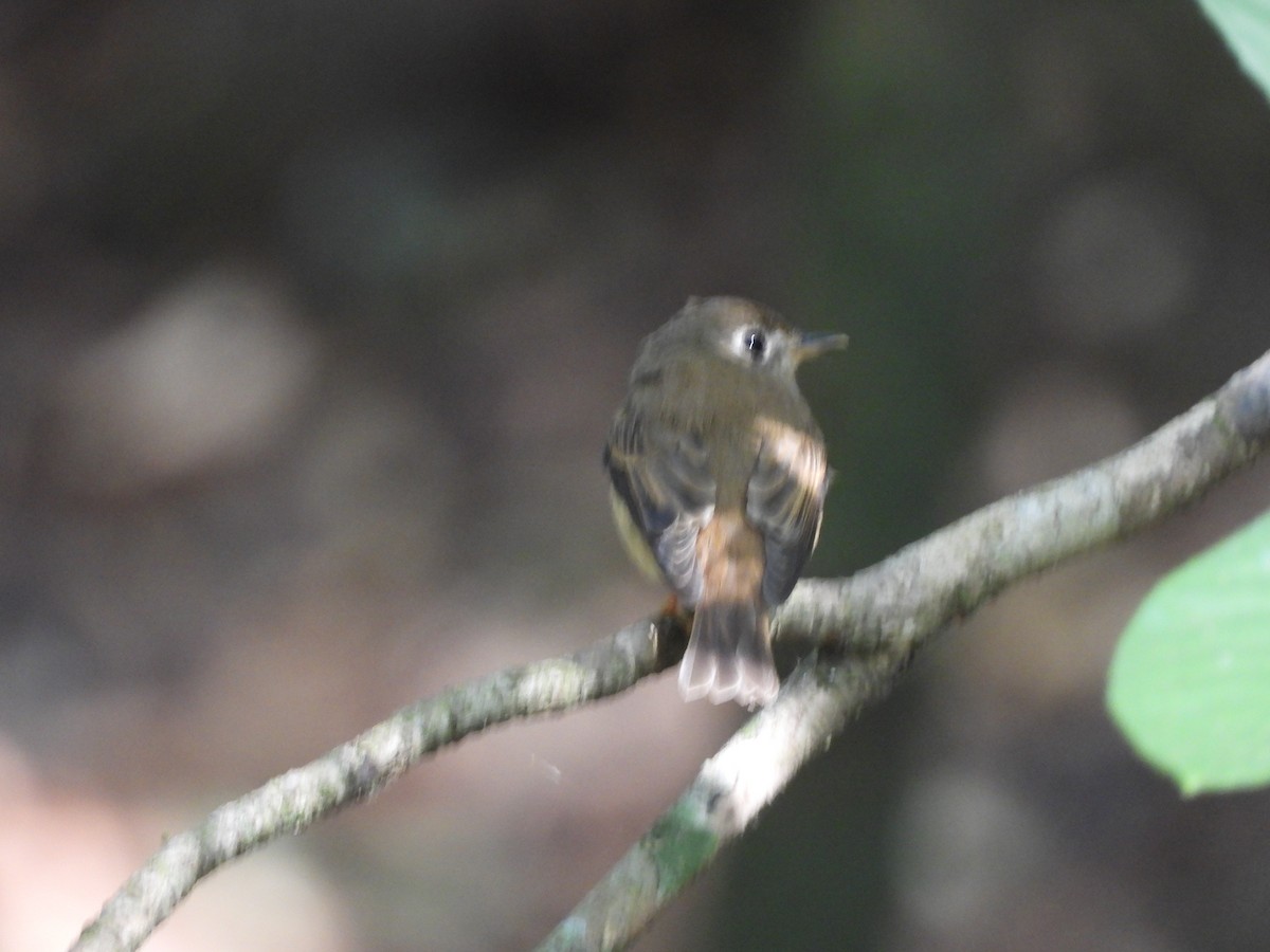 Brown-breasted Flycatcher - ML647341429