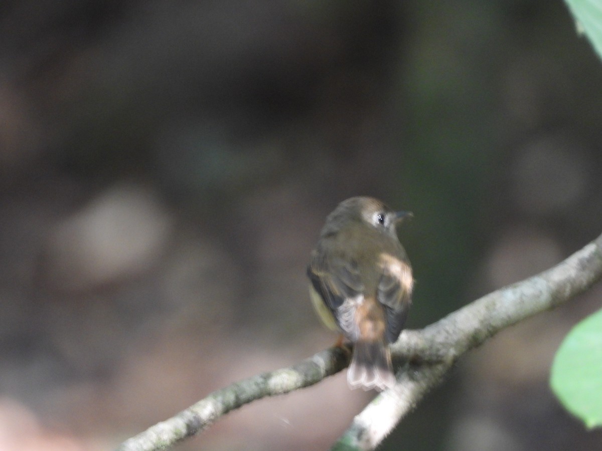 Brown-breasted Flycatcher - ML647341430