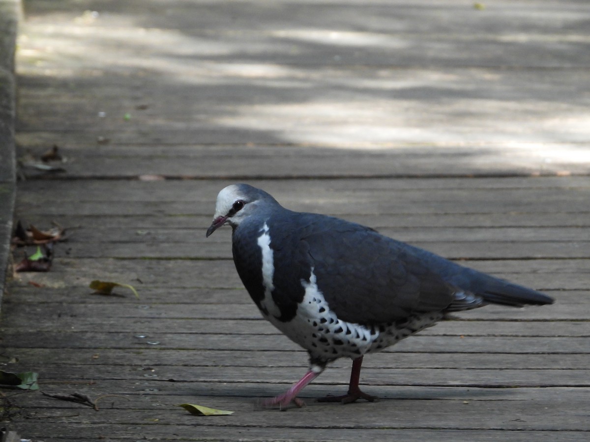 Wonga Pigeon - ML647341431