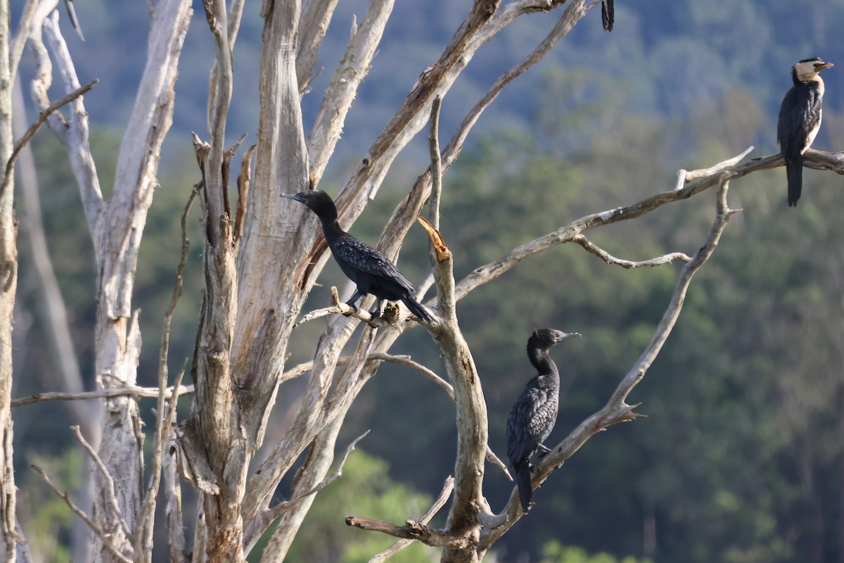 Little Black Cormorant - ML647341432