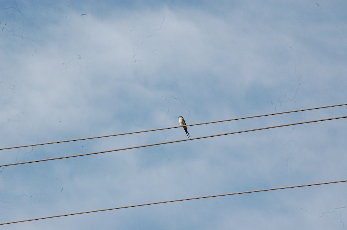 Eastern Red-rumped Swallow - ML647341439