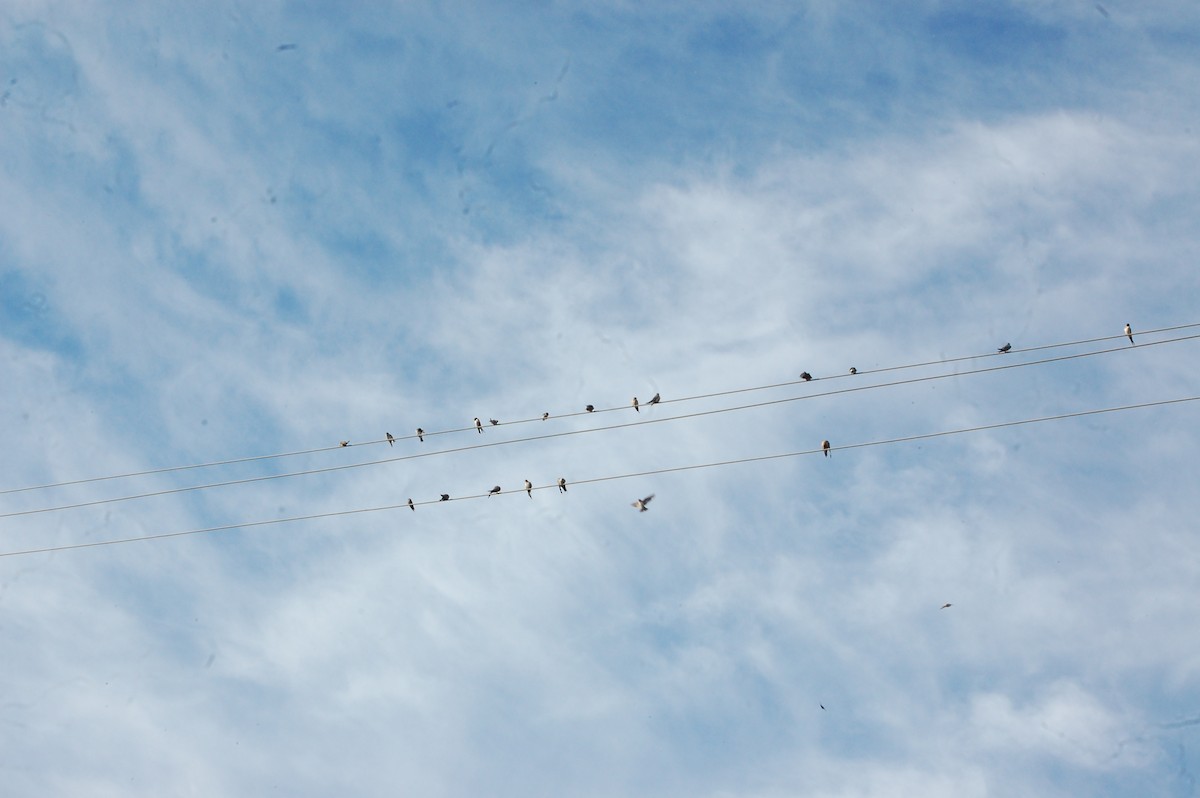 Eastern Red-rumped Swallow - ML647341440