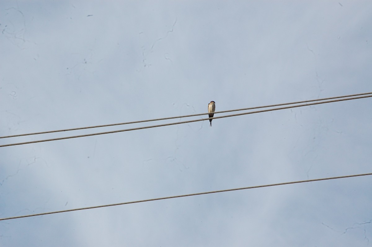 Eastern Red-rumped Swallow - ML647341441