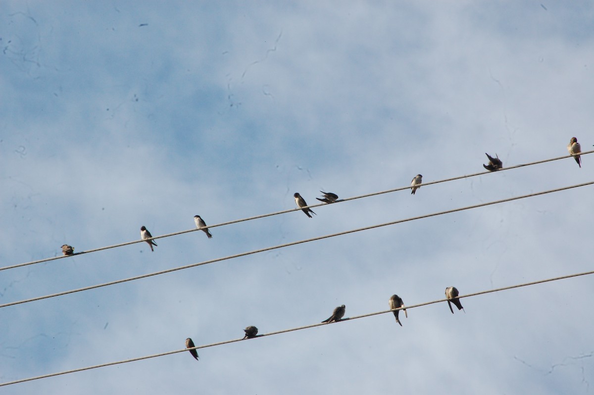 Eastern Red-rumped Swallow - ML647341442