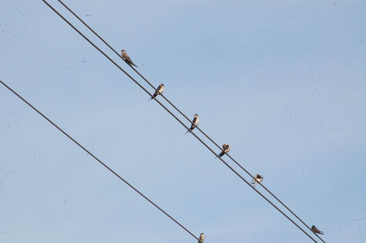 Eastern Red-rumped Swallow - ML647341443