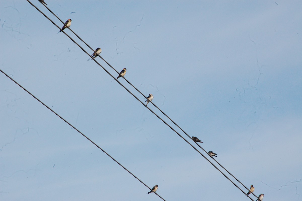 Eastern Red-rumped Swallow - ML647341444