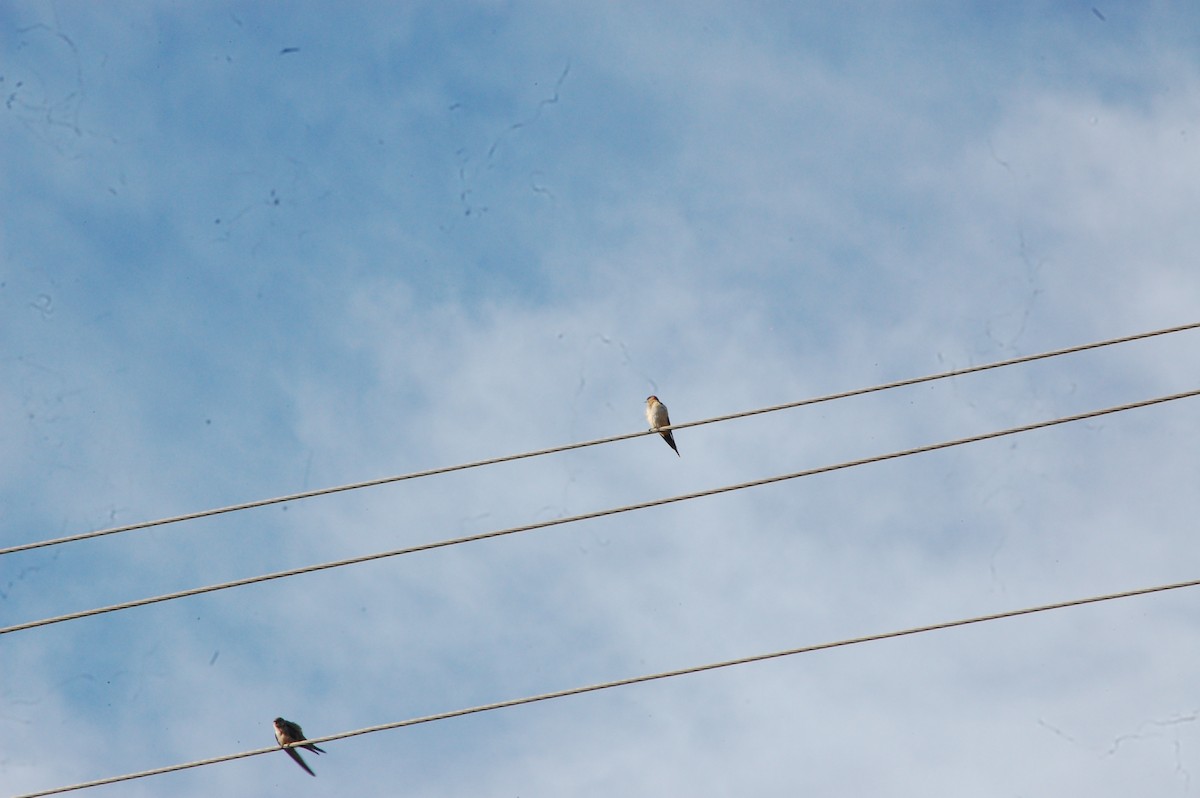 Eastern Red-rumped Swallow - ML647341445